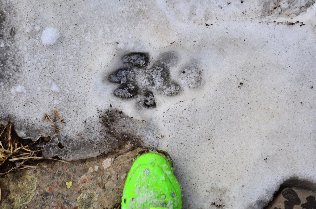 Snow leopard track