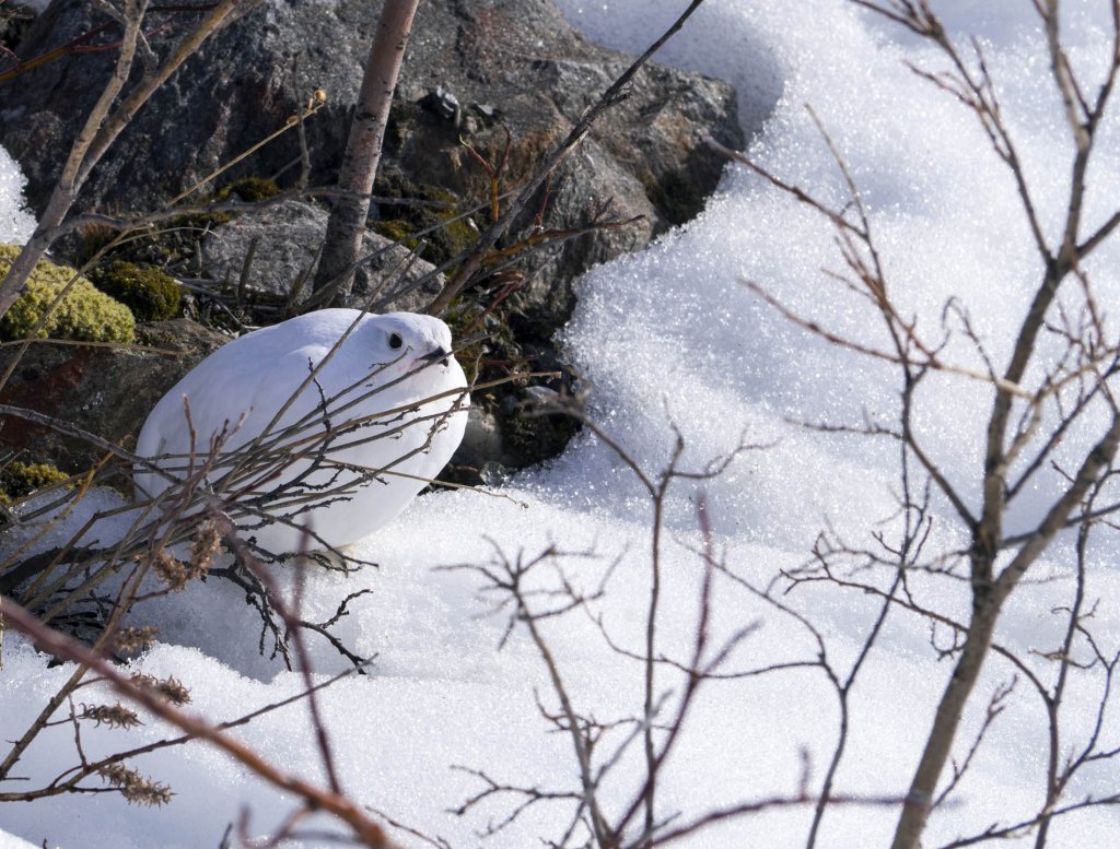 Ptarmigans are particularly sensitive to disturbance.